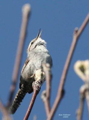 3-14 marsh wren 3661.jpg