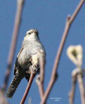 3-14 marsh wren 3663.jpg