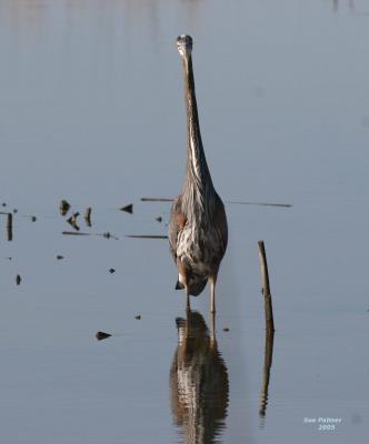 3-14 heron 3715.jpg