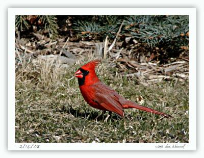 Cardinal