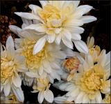 Late October Mums