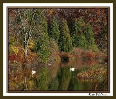 swans