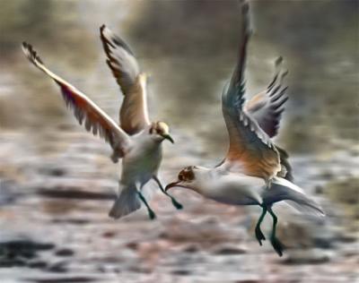 Playful Gulls