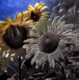 Summer/Winter Sunflowers