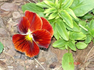 Red Pansie