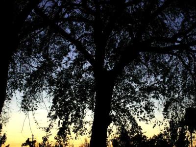 u49/susanne_medic/medium/36811992.TreeShadow.jpg