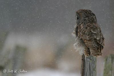 Great Grey Owl in snow storm