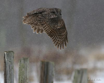 Great Grey Owl in snow storm