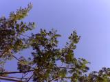 Rain tree