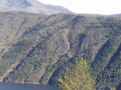 natural growth of the forest (compare to the shots near the weyerhouser lookout)