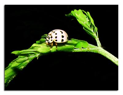 Lady Bug 1.jpg