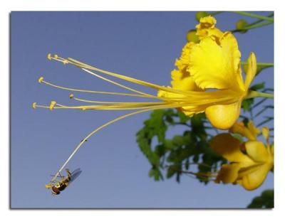Bee Fly 2.jpg
