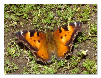 California Tortoiseshell.jpg