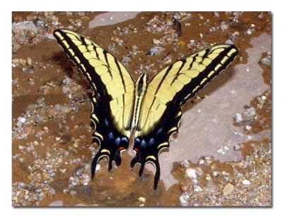 Two-tailed Swallowtail.jpg
