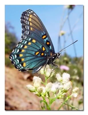 Red Spotted Admiral.jpg