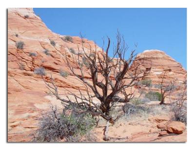 u49/tammie_and_russ/medium/35831738.ShadeTree.jpg