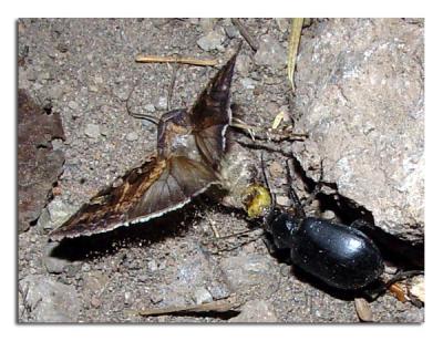 Beetle  with Moth.jpg