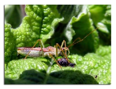 Green Legged Bug with Fly.jpg