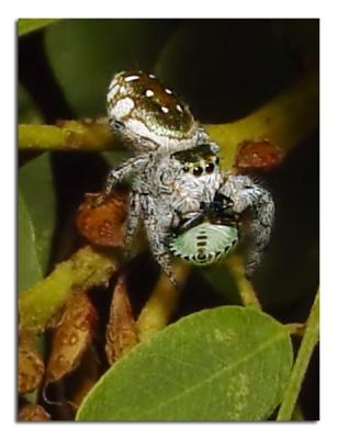 Jumping Spider with Beetle.jpg