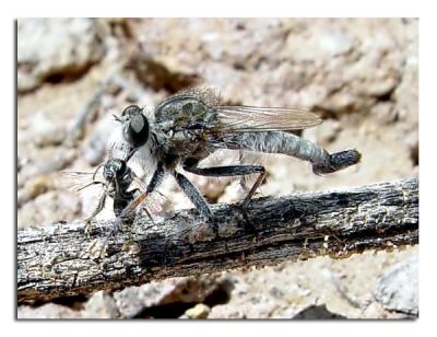 Robber Fly with Fly.jpg