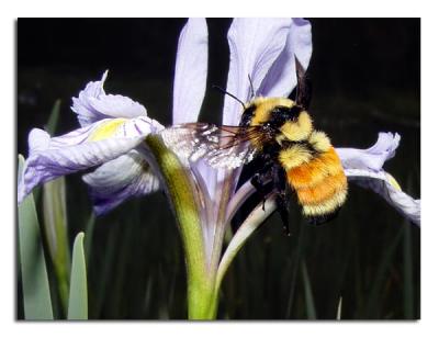 Bee on Wild Iris.jpg