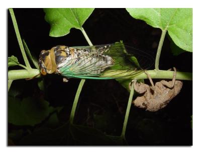 Dogday Harvestfly.jpg