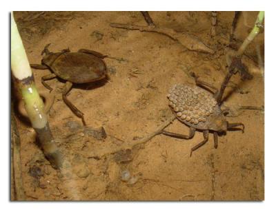 Ferocious Waterbugs.jpg