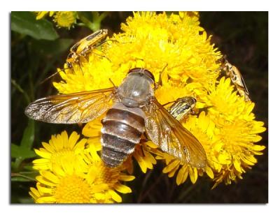Fly and Beetles.jpg