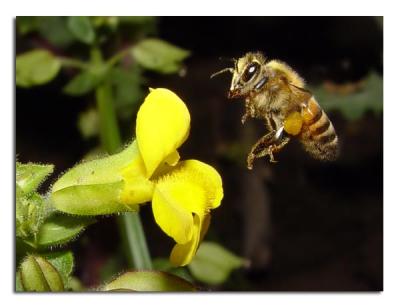 Flying Honey Bee.jpg