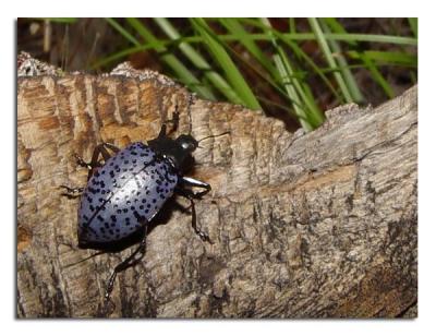 u49/tammie_and_russ/medium/35983061.FungusBeetle.jpg