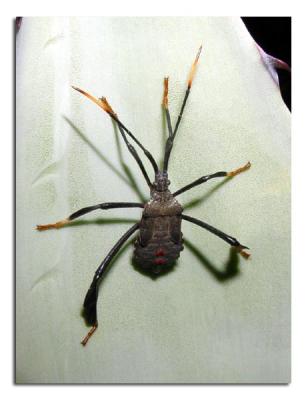 Giant Bug.jpg