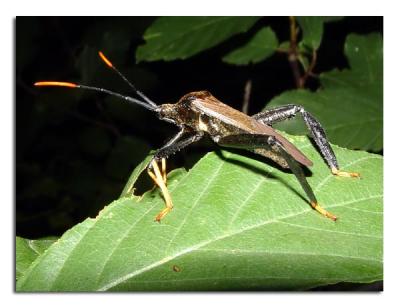 Giant Plant Bug.jpg