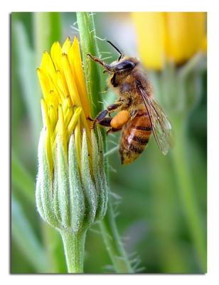Honeybee on Stem.jpg