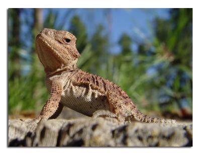 Horned Lizard.jpg