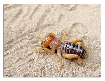 Jerusalem Cricket.jpg