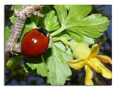 Ladybug.jpg