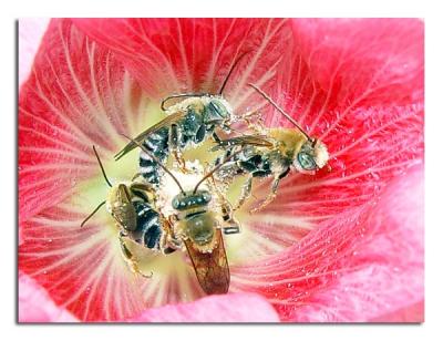 Pollen Party.jpg