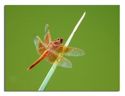 Red Dragonfly.jpg