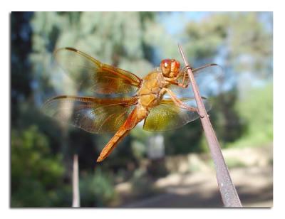 Red Dragonfly 2.jpg