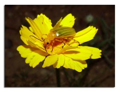 u49/tammie_and_russ/medium/35983162.YellowandGreenBeetle.jpg