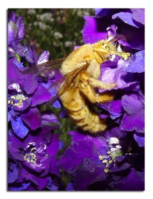 Yellow Bee.jpg