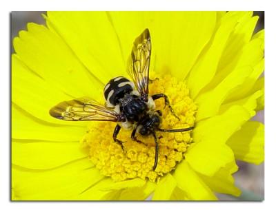 Bee 3.jpg
