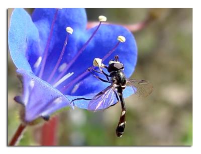 Skinny Fly.jpg
