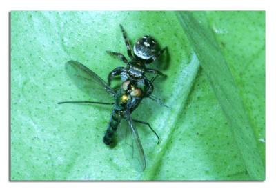 Jumping Spider with Fly.jpg