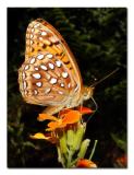 Atlantis Fritillary.jpg