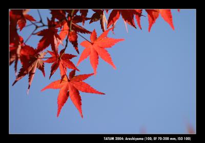 u49/tatum/medium/36278329.CRW_0030.jpg