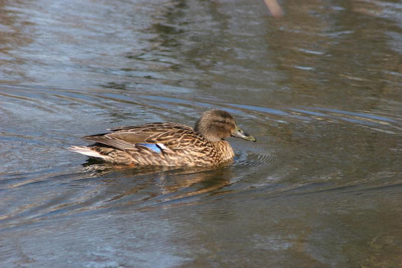 image0002.jpg