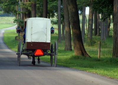 A 'white top' buggy -- marker of most traditional Amish affiliation
