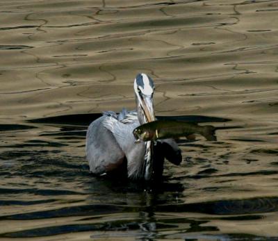 random_birds