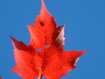 2004_1011_Red Maple Leaf